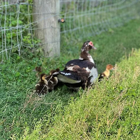 Gospodarstwo wiejskie Hohenwarte Højer
