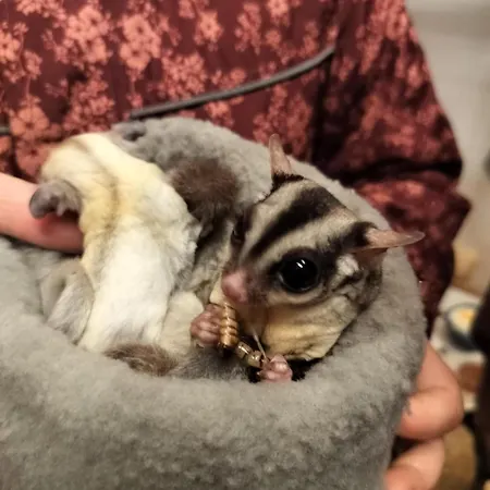 Hohenwarte Gospodarstwo wiejskie