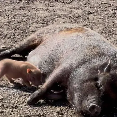 Hohenwarte Gospodarstwo wiejskie Højer