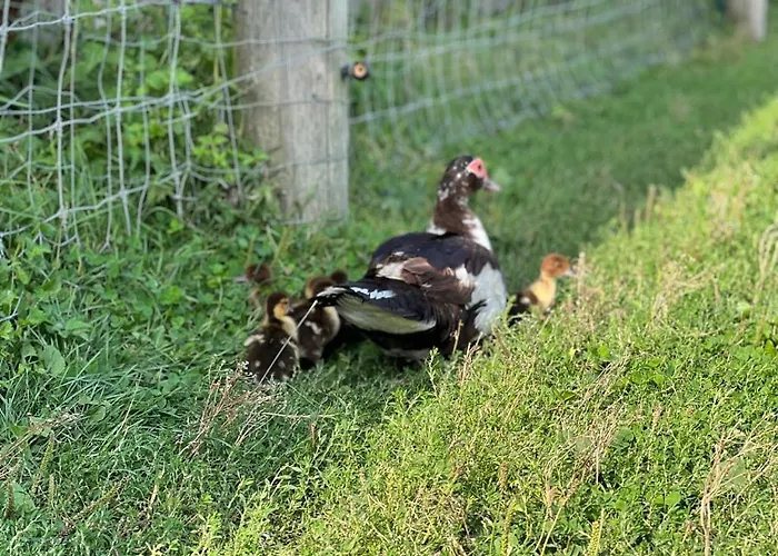 Kır Evi Hohenwarte Højer