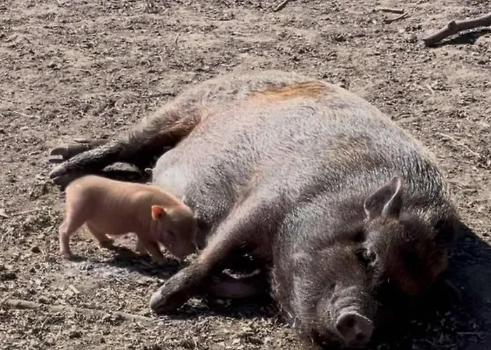 Hohenwarte Séjour à la campagne Højer